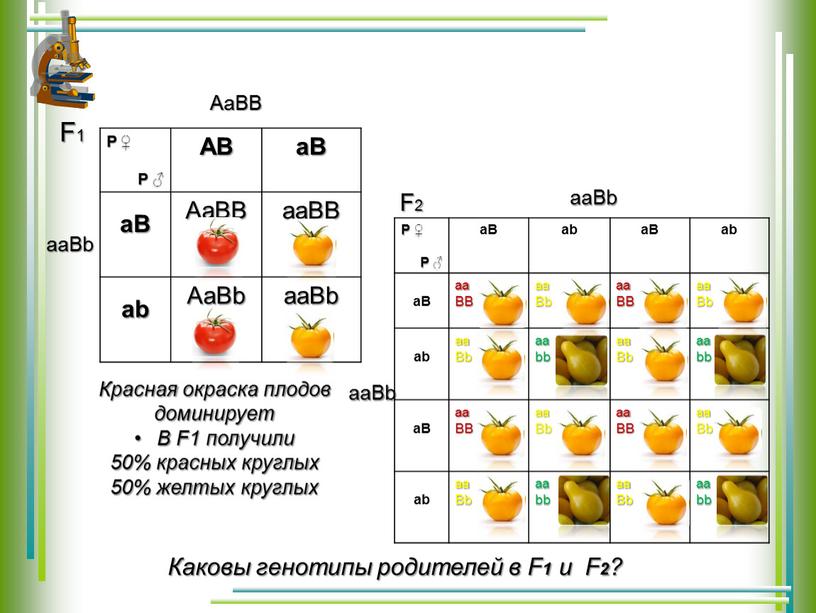 Р ♀ Р ♂ AB aB aB AaBB aaBB ab AaBb aaBb