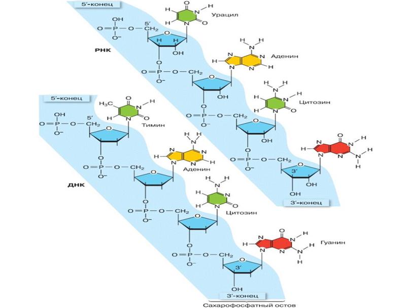 Презентация по биологии для СПО "Нуклеиновые кислоты"