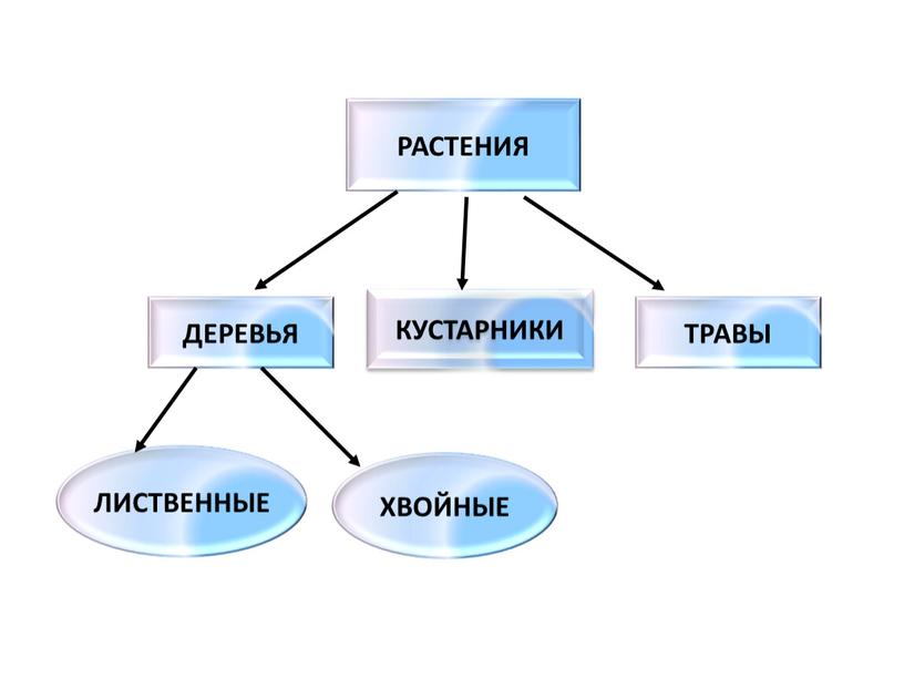 РАСТЕНИЯ ДЕРЕВЬЯ КУСТАРНИКИ ТРАВЫ