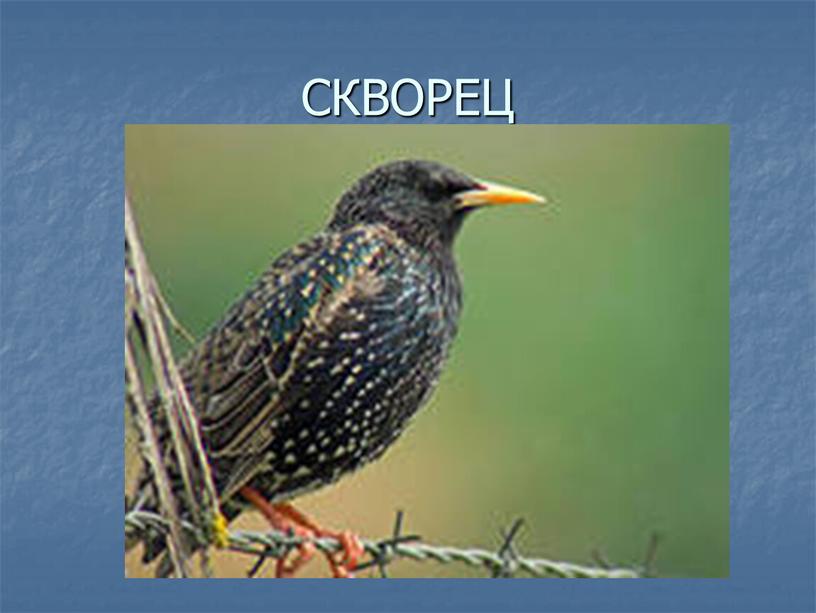 СКВОРЕЦ