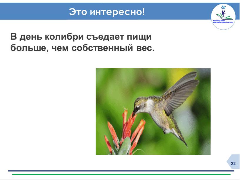 Это интересно! В день колибри съедает пищи больше, чем собственный вес