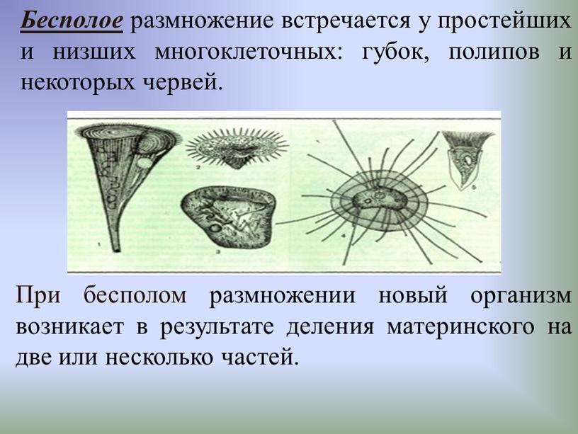 Бесполое размножение встречается у простейших и низших многоклеточных: губок, полипов и некоторых червей