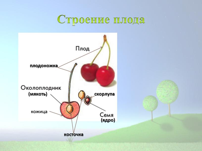 Строение плода (мякоть) (ядро) скорлупа кожица косточка плодоножка