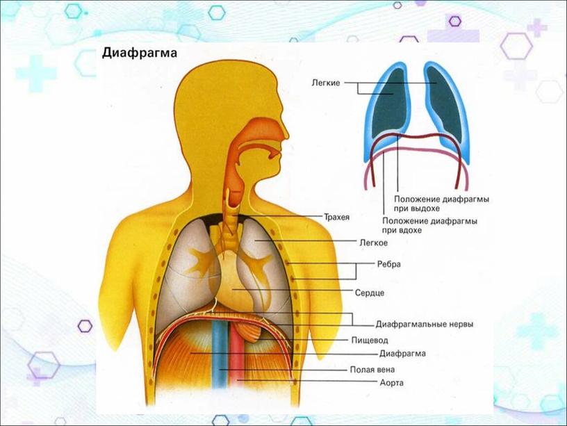 Сестринское обследование пациента