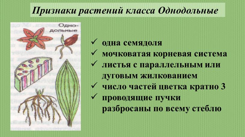 Признаки растений класса Однодольные одна семядоля мочковатая корневая система листья с параллельным или дуговым жилкованием число частей цветка кратно 3 проводящие пучки разбросаны по всему…