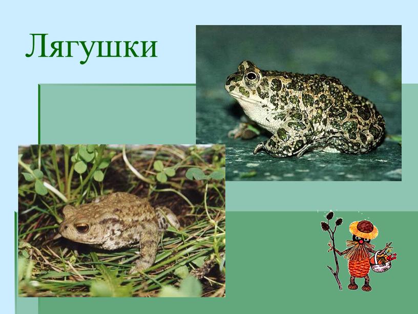 Лягушки