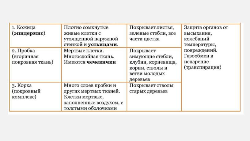 Презентация Ткани растений