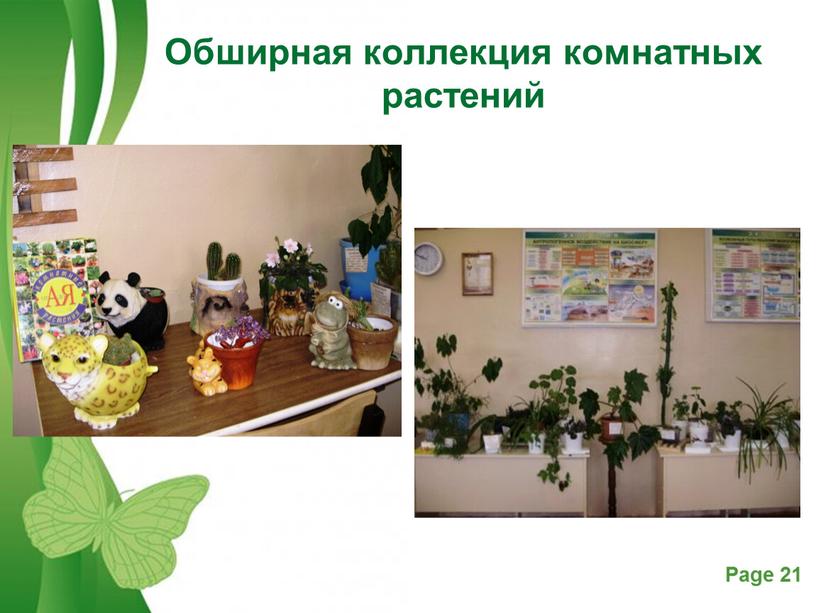 Обширная коллекция комнатных растений