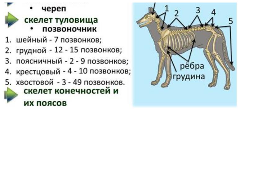 Млекопитающие , 8класс, биология