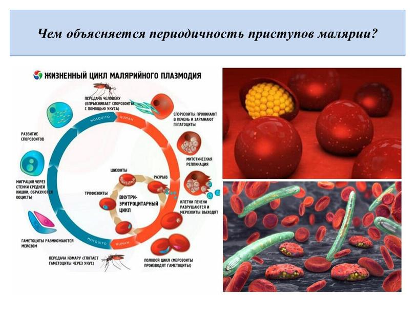 Чем объясняется периодичность приступов малярии?