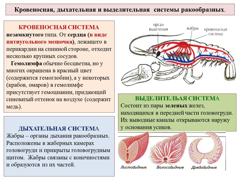 Кровеносная, дыхательная и выделительная системы ракообразных