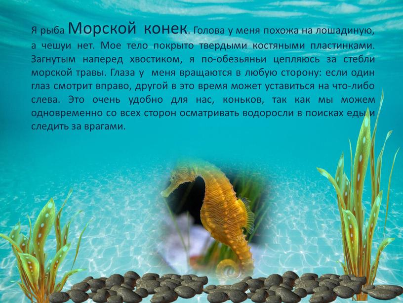 Я рыба Морской конек. Голова у меня похожа на лошадиную, а чешуи нет