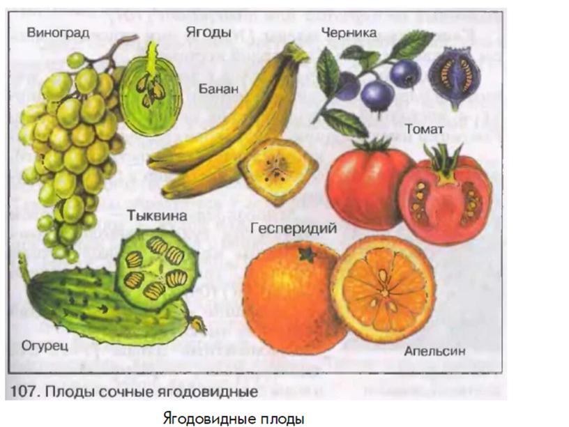 Плоды  растений, 6класс, биология