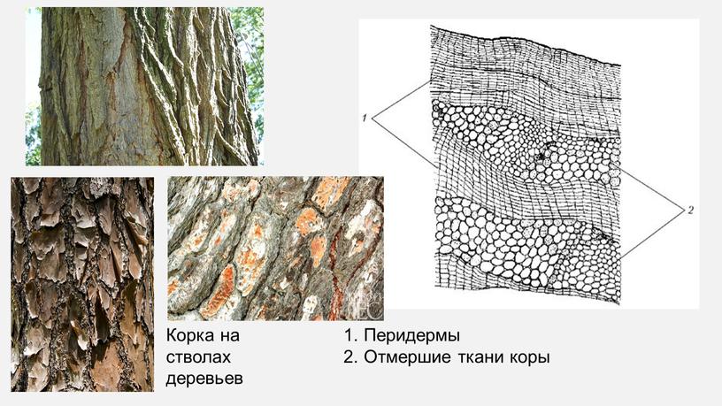 Корка на стволах деревьев 1. Перидермы 2