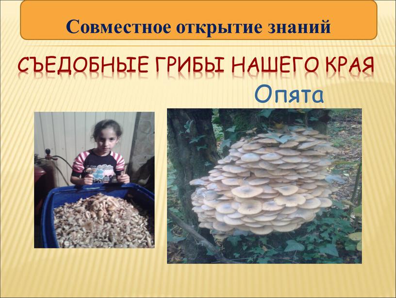 Съедобные грибы нашего края Опята