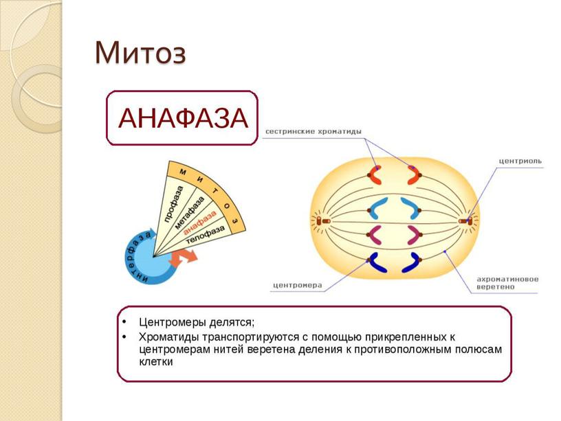 Митоз