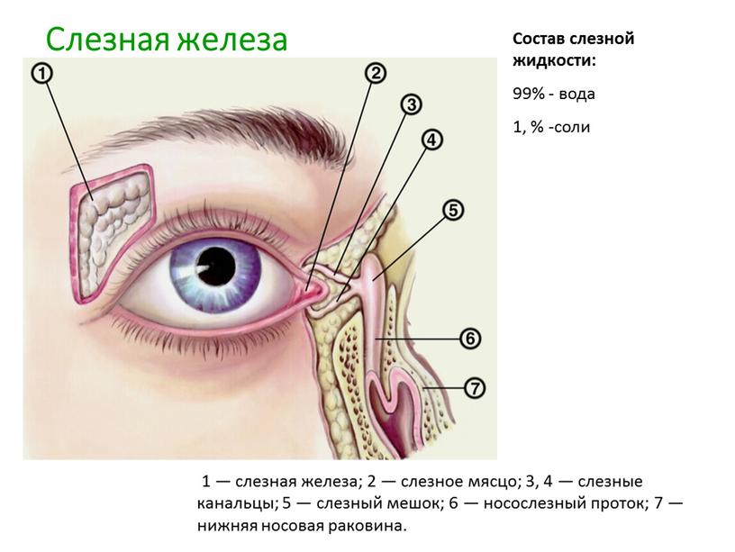 Слезная железа вв 1 — слезная железа; 2 — слезное мясцо; 3, 4 — слезные канальцы; 5 — слезный мешок; 6 — носослезный проток; 7…