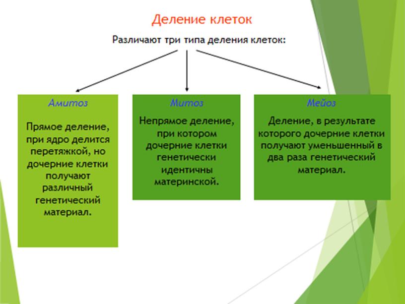 Презентация "Жизненный цикл клетки.Митоз"