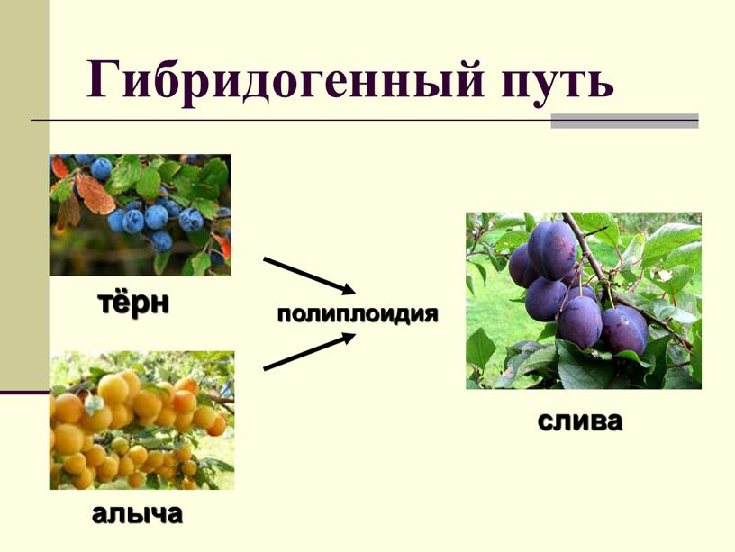 Гибридогенный путь тёрн алыча слива полиплоидия