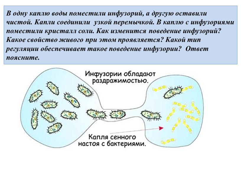 В одну каплю воды поместили инфузорий, а другую оставили чистой