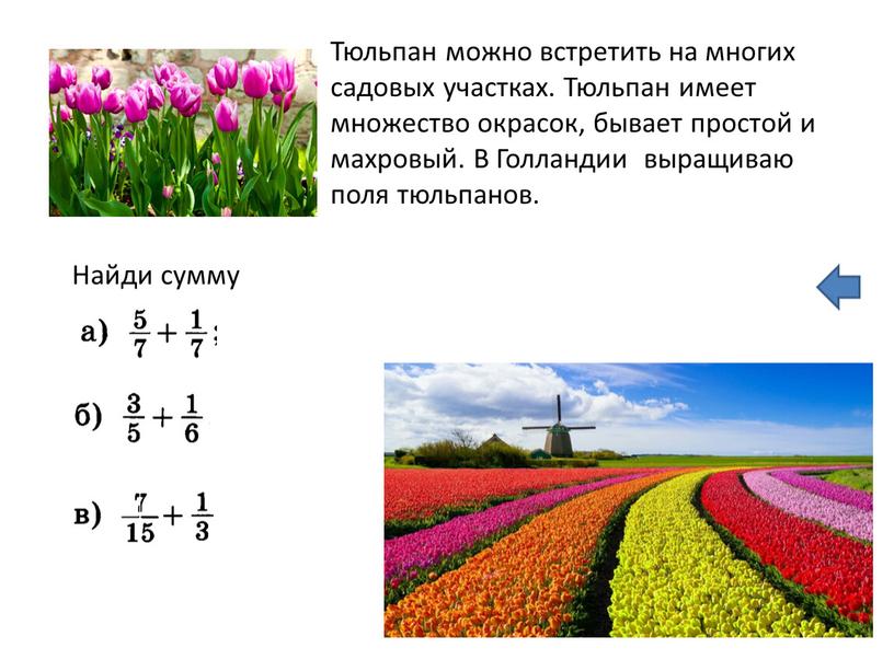 Тюльпан можно встретить на многих садовых участках