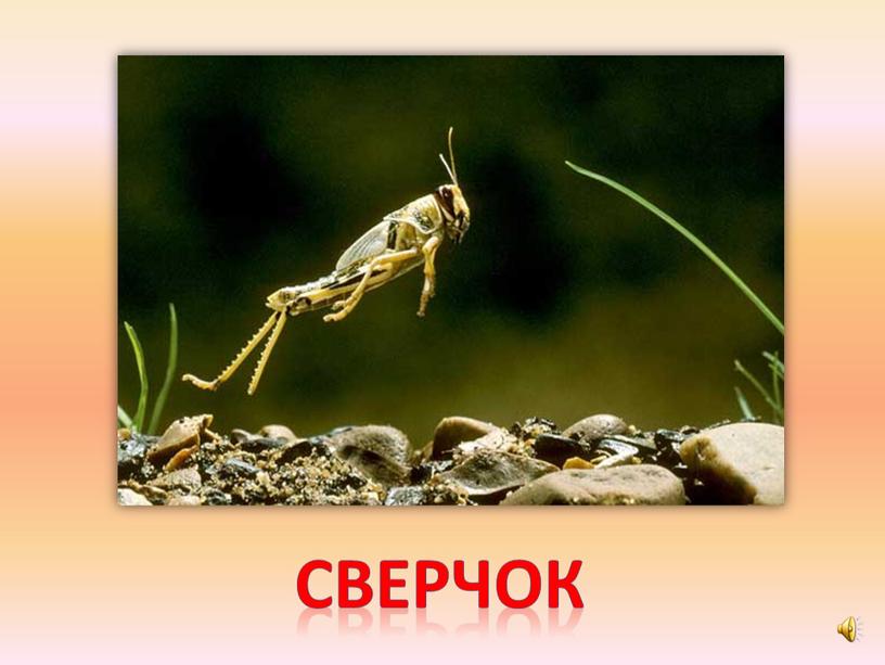 сверчок