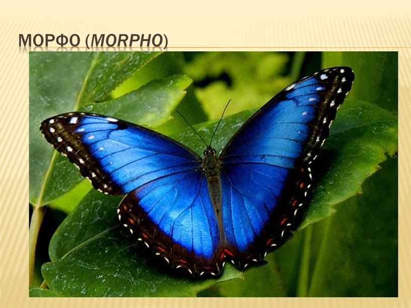 Морфо ( Morpho )