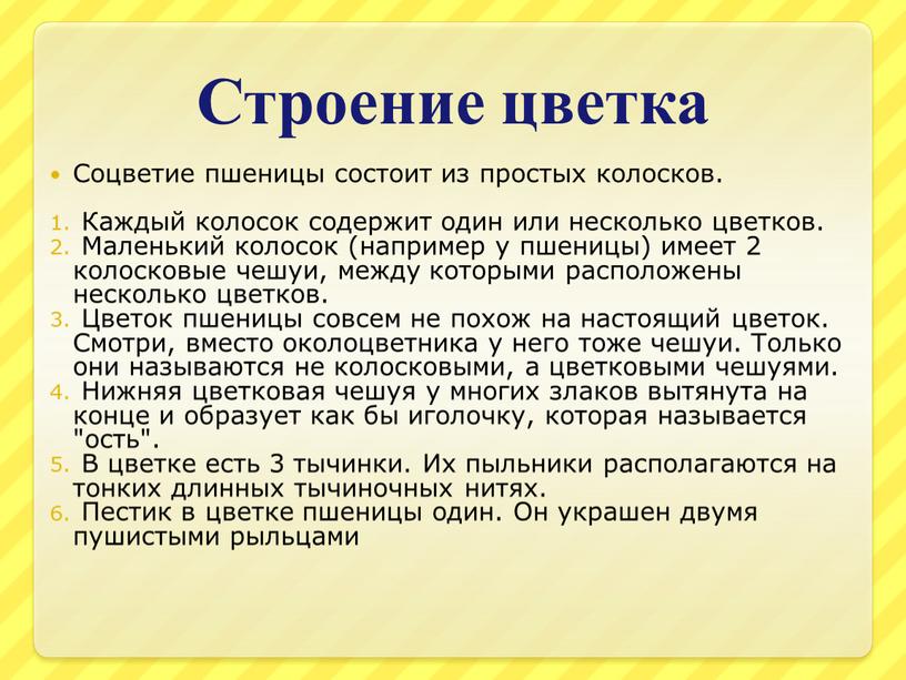 Строение цветка Соцветие пшеницы состоит из простых колосков