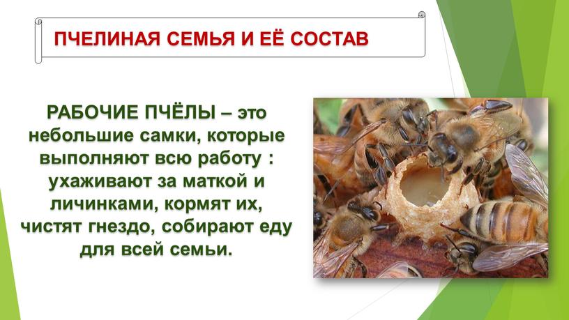 ПЧЕЛИНАЯ СЕМЬЯ И ЕЁ СОСТАВ РАБОЧИЕ