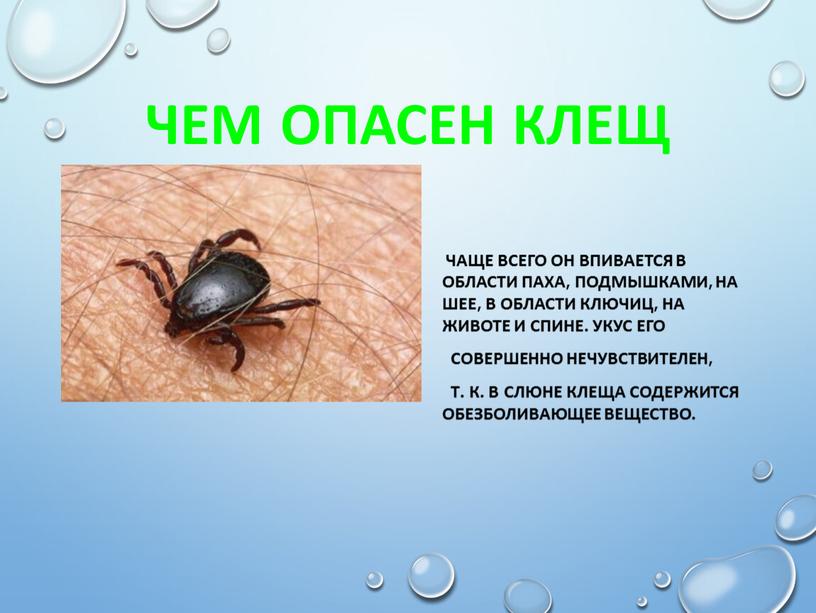 Чем опасен клещ Чаще всего он впивается в области паха, подмышками, на шее, в области ключиц, на животе и спине