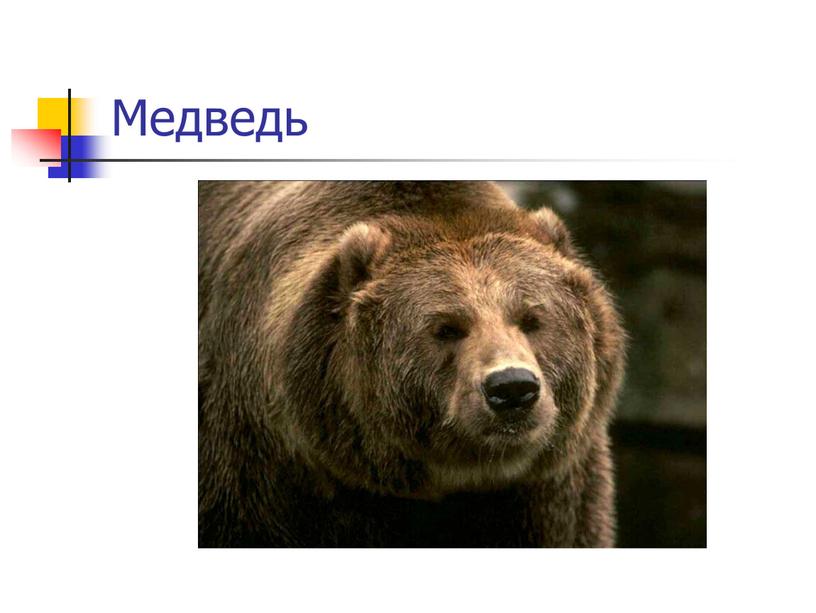 Медведь