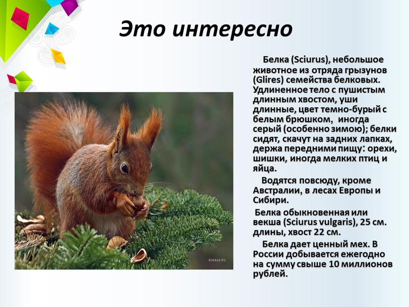 Это интересно Белка (Sciurus), небольшое животное из отряда грызунов (Glires) семейства белковых