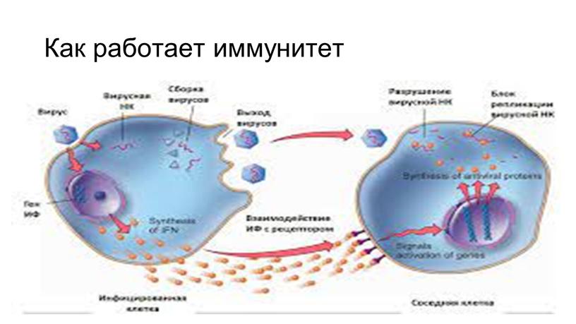 Как работает иммунитет