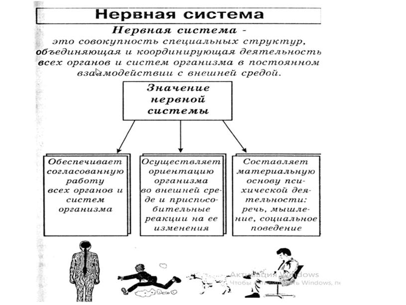 Нервная система