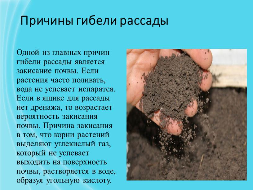 Причины гибели рассады Одной из главных причин гибели рассады является закисание почвы