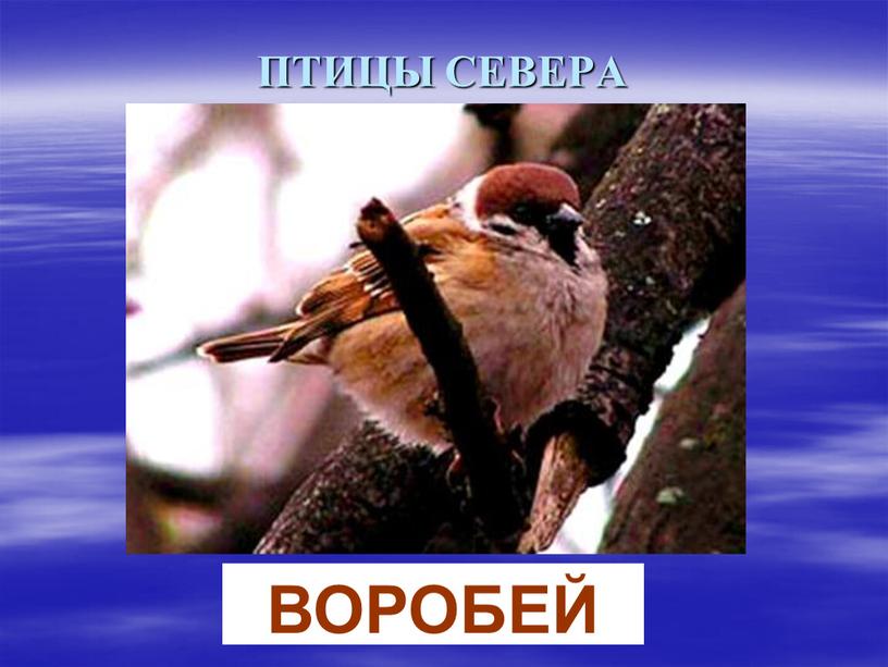 ПТИЦЫ СЕВЕРА ВОРОБЕЙ