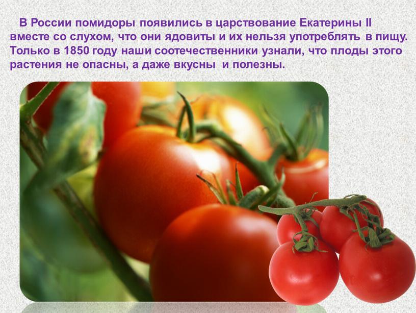 В России помидоры появились в царствование