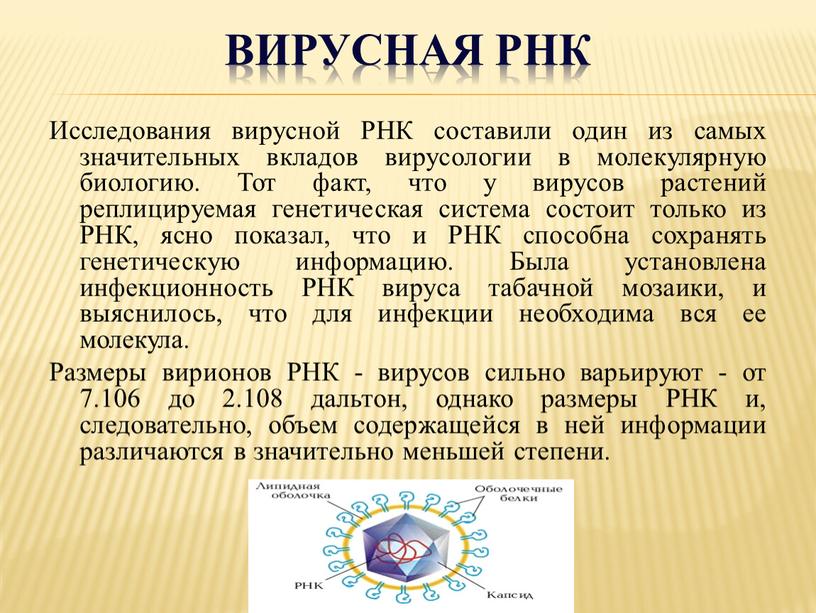 Вирусная РНК Исследования вирусной