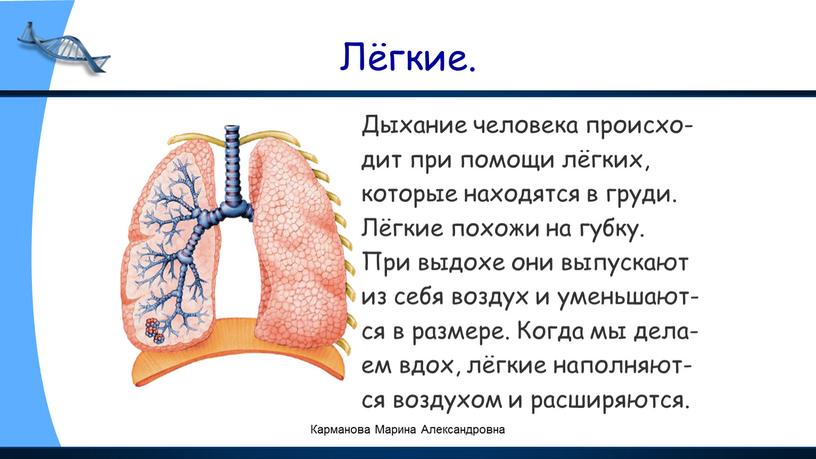 Лёгкие. Дыхание человека происхо- дит при помощи лёгких, которые находятся в груди