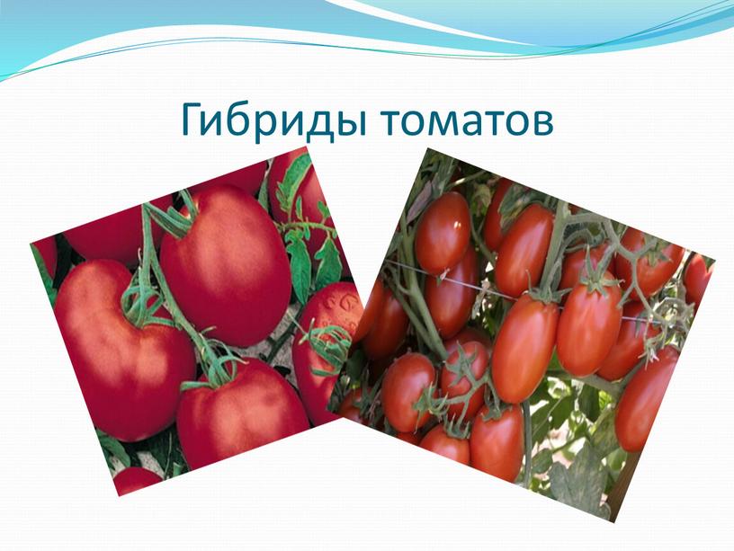 Гибриды томатов