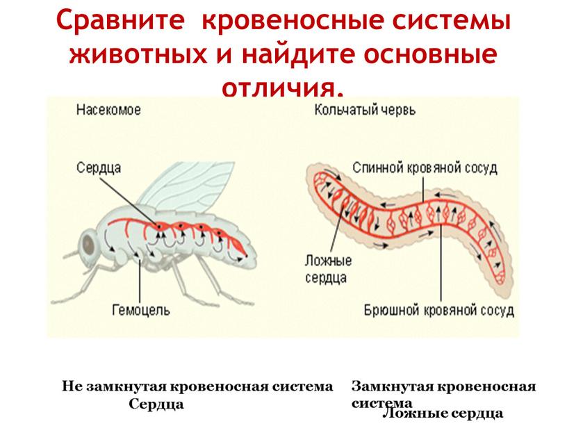 Презентация эволюция кровеносной системы животных 7 класс