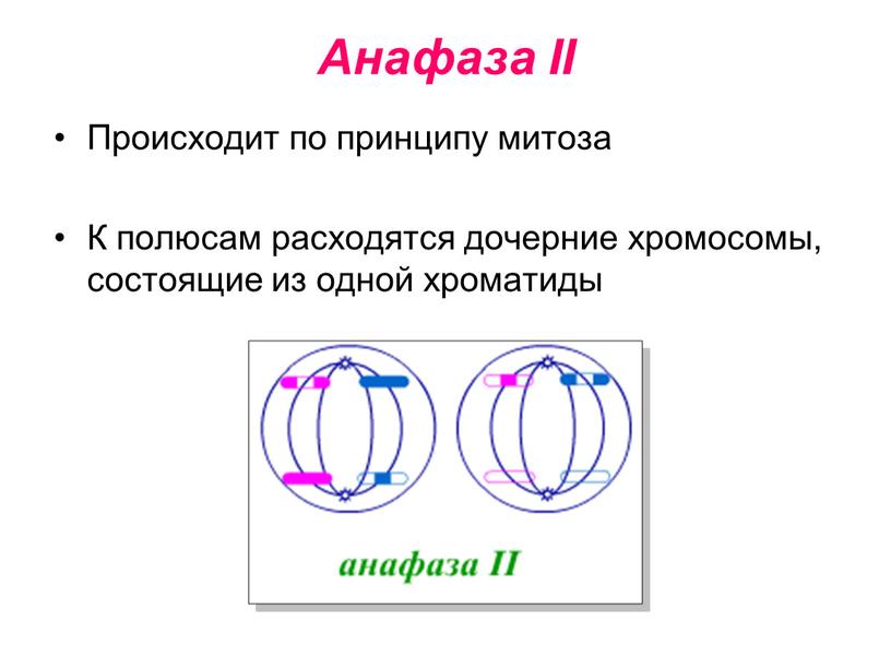 Анафаза II Происходит по принципу митоза