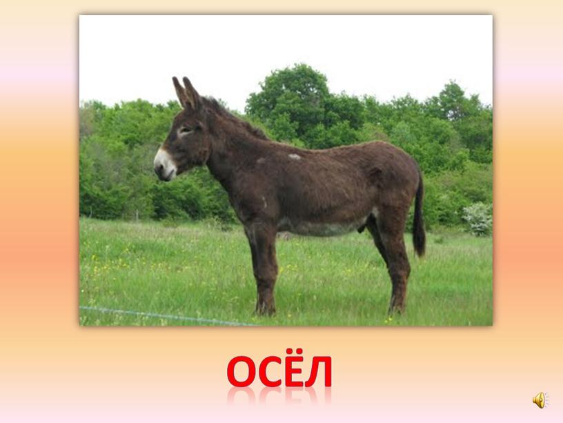 осёл