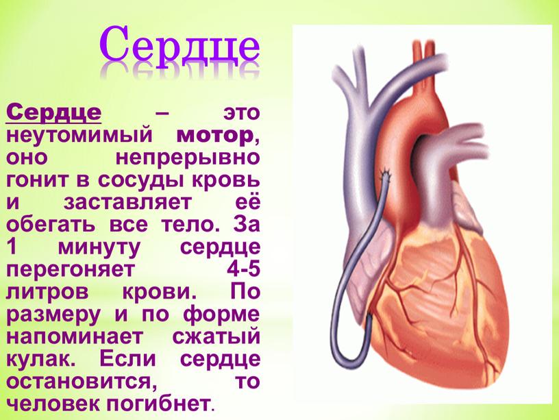 Сердце Сердце – это неутомимый мотор, оно непрерывно гонит в сосуды кровь и заставляет её обегать все тело