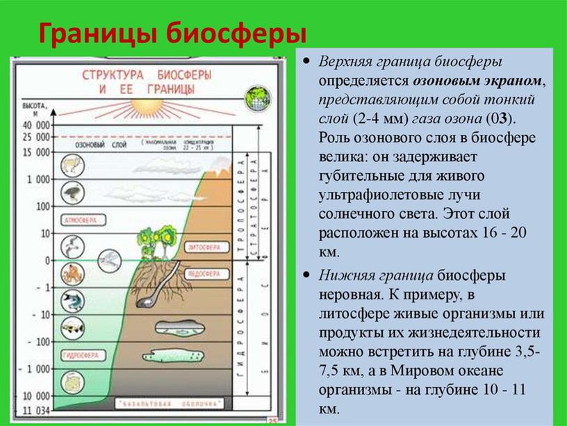 Урок на тему: " Биосфера- живая оболочка Земли. Структура биосферы