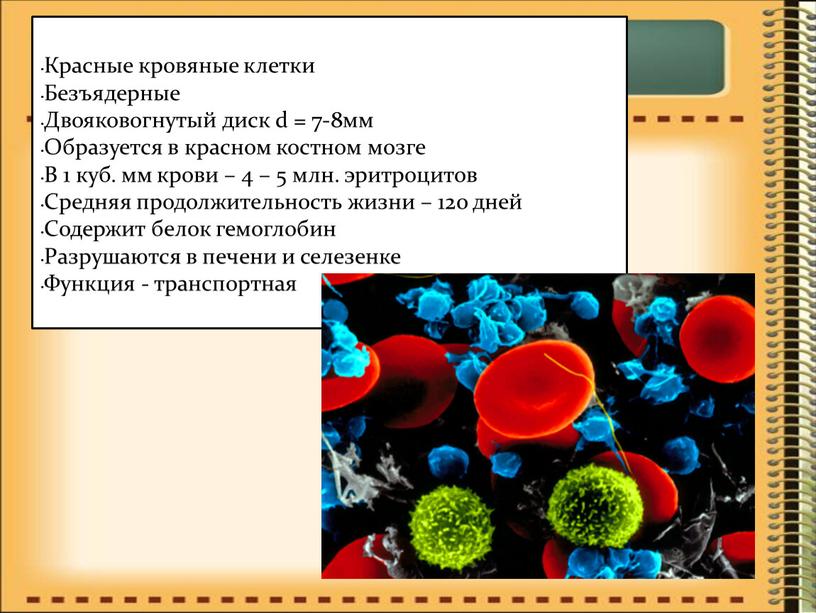 Красные кровяные клетки Безъядерные