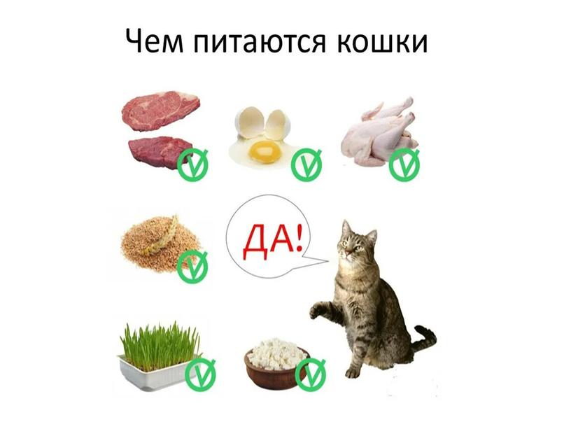 Презентация ко дню кошек