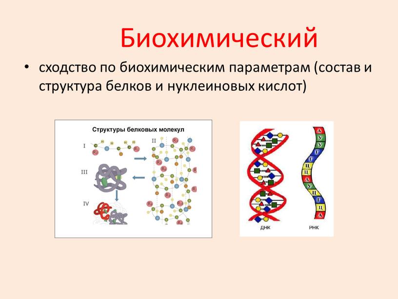 Биохимический сходство по биохимическим параметрам (состав и структура белков и нуклеиновых кислот)