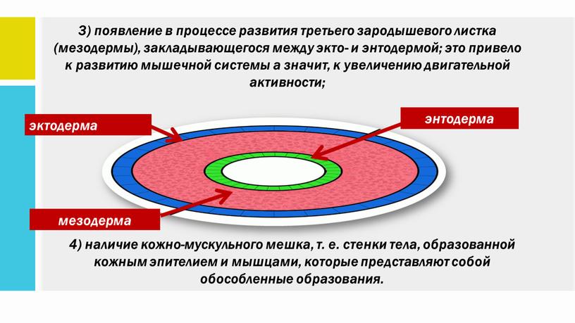 3) появление в процессе развития третьего зародышевого листка (мезодермы), закладывающегося между экто- и энтодермой; это привело к развитию мышечной системы а значит, к увеличению двигательной…