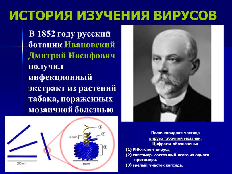 ИСТОРИЯ ИЗУЧЕНИЯ ВИРУСОВ В 1852 году русский ботаник